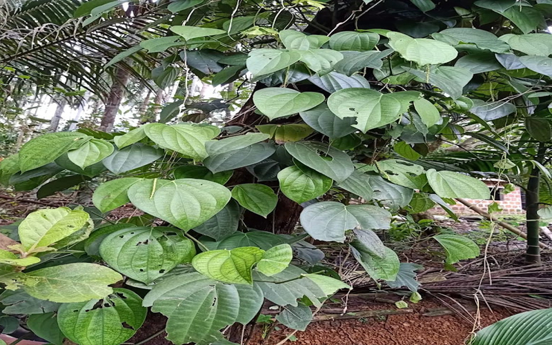 Goa to Sahakari Spice Farm Cabs